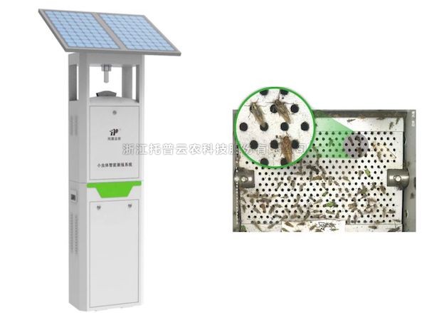 草莓视频在线免费小虫体智能测报系统：弥补虫类测报短板 推动害虫绿色防控