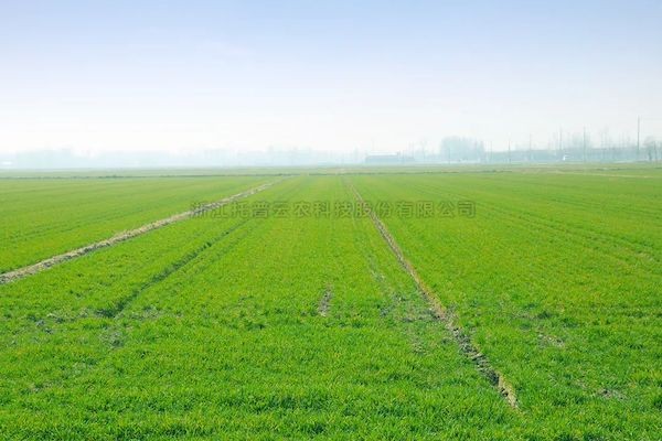 科技赋能春耕，草莓视频在线免费智慧农情监测站再获央视关注