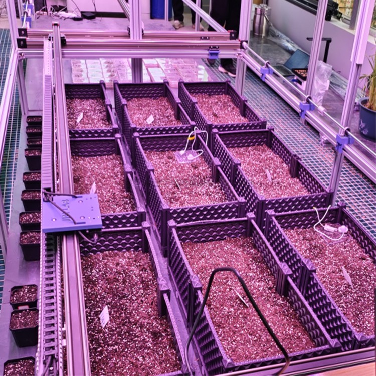 室内草莓视频黄色污软件视频萌发表型监测系统 TPN-SeedPhy